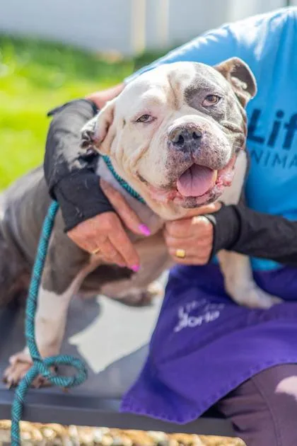 A senior large-sized female Mixed Breed dog named Estelle for adoption in Chamblee, GA