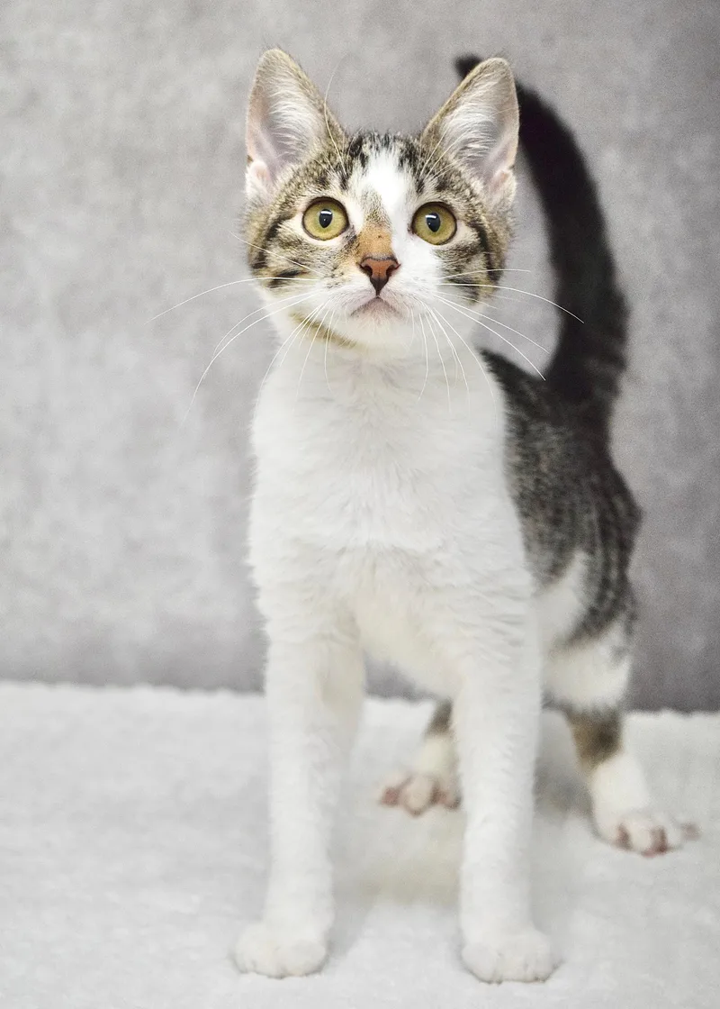 A baby medium-sized female Tabby (Brown / Chocolate) Domestic Short Hair cat named Star for adoption in Dublin, CA