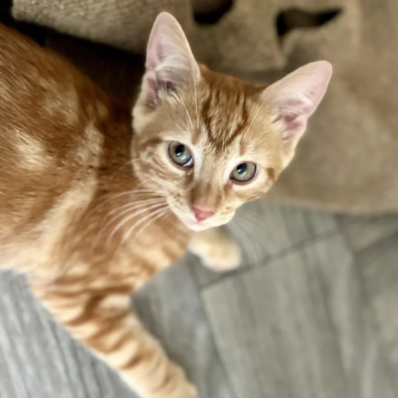 A young medium-sized male Tabby (Orange / Red) Domestic Short Hair cat named Kevin for adoption in Hudson, NY