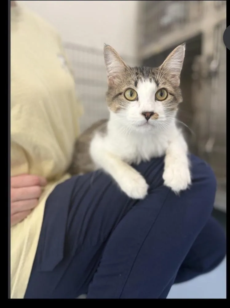 An adult medium-sized male Domestic Short Hair cat named Bruce for adoption in Lafayette, CO