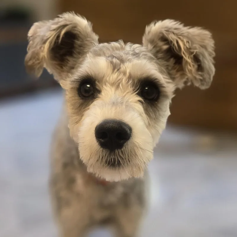 An adult small-sized male Gray / Blue / Silver Miniature Schnauzer dog named Meatball for adoption in Normal, IL