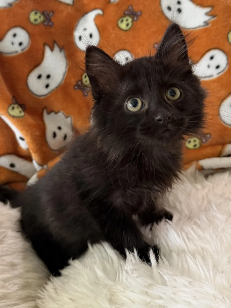 A baby medium-sized male Black Domestic Long Hair cat named Velcro for adoption in Pasco, WA