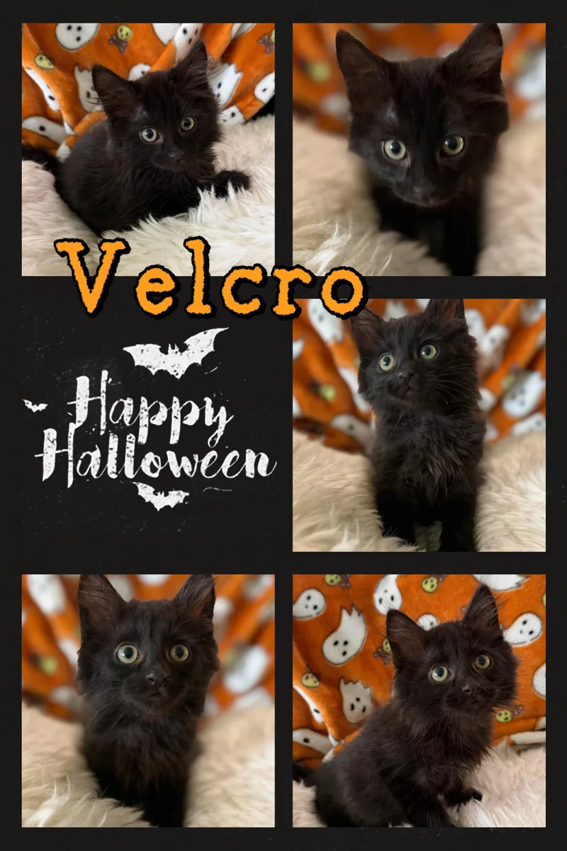 Velcro thumbnail 5