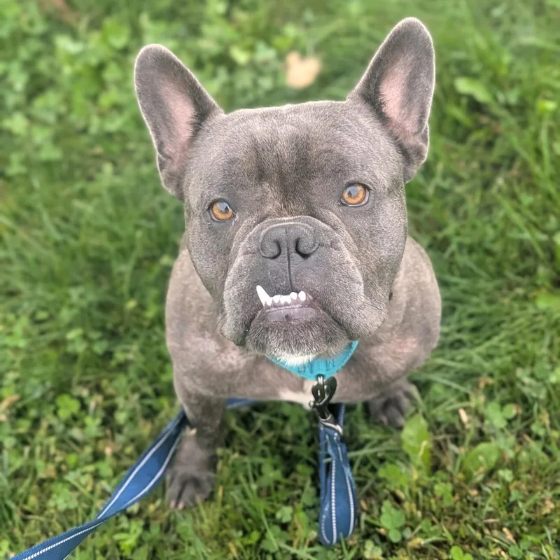 An adult medium-sized male Gray / Blue / Silver French Bulldog dog named Gaston for adoption in Prairie du Chien, WI