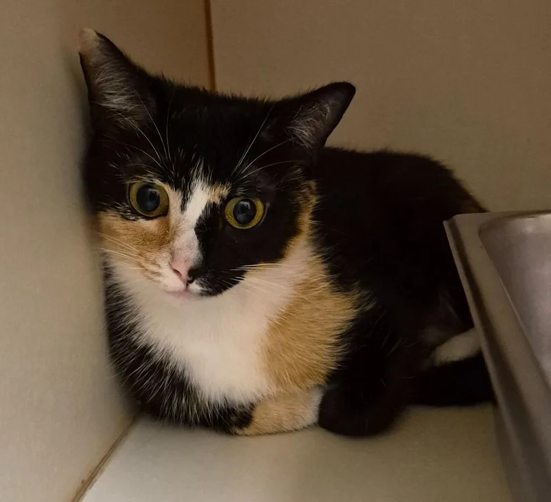 A young medium-sized female Domestic Short Hair cat named Snow for adoption in Christiansburg, VA