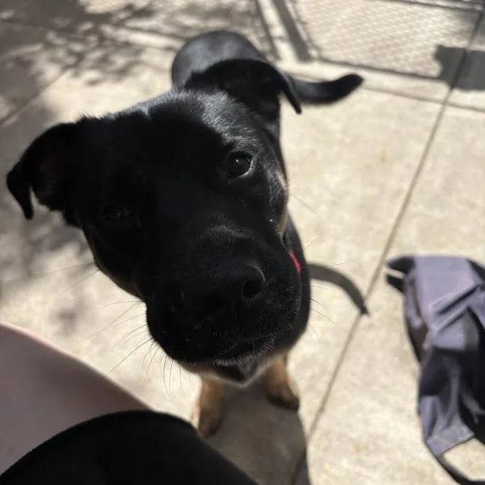 An adult medium-sized female Black Mixed Breed dog named Buffy for adoption in Pittsburgh, PA