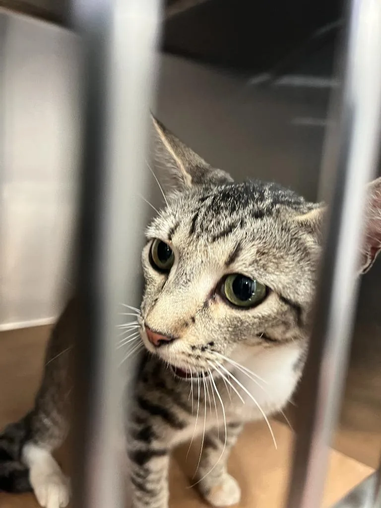 A young small-sized female Domestic Short Hair cat named Cally for adoption in Cartersville , GA