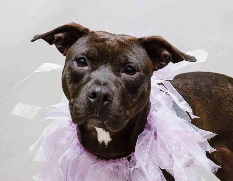 An adult medium-sized female Black Terrier dog named Duchess for adoption in Sanford, FL