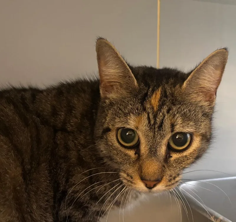 A young small-sized female Domestic Short Hair cat named Sap for adoption in Gorham, ME