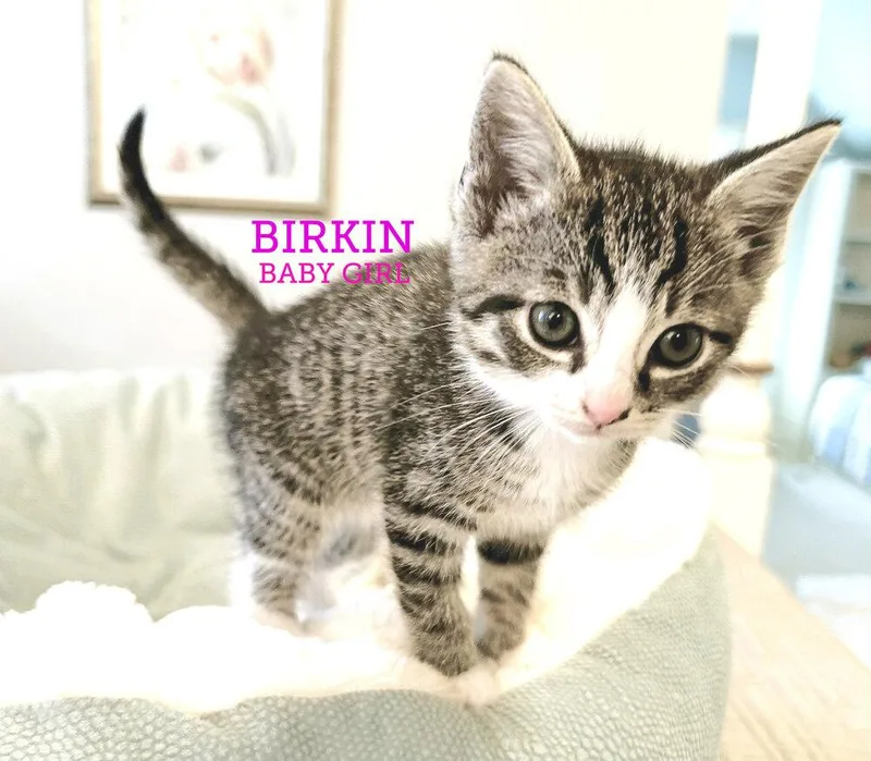 Birkin thumbnail 2