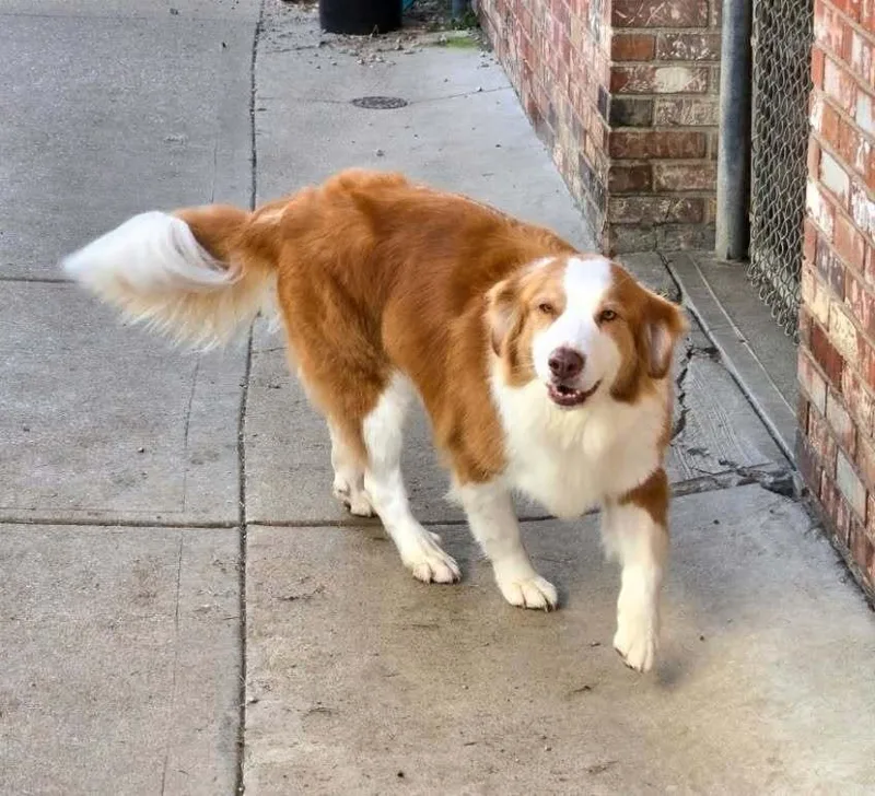 An adult large-sized male White / Cream Australian Shepherd dog named Jack O for adoption in Aurora, IN