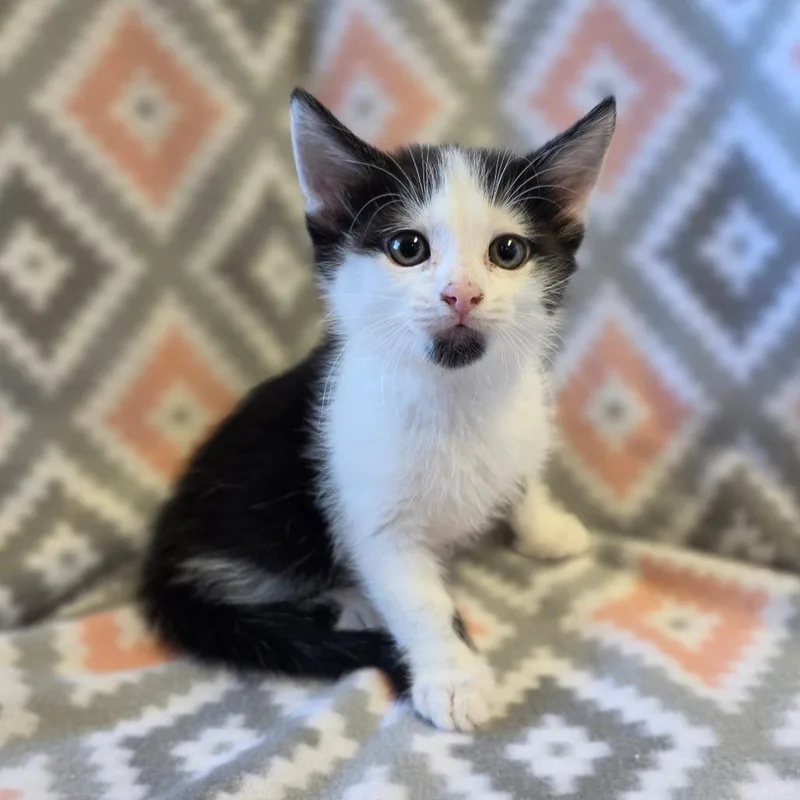 A baby small-sized male Black Domestic Medium Hair cat named Rembrandt for adoption in Mount Juliet, TN