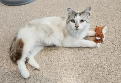 An adult medium-sized female White Siamese cat named Chewy for adoption in Fairfield, IA