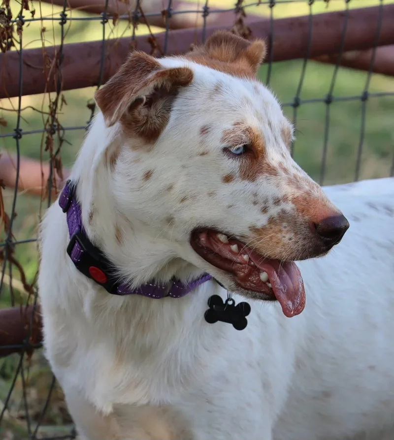 A young medium-sized male Australian Cattle Dog / Blue Heeler dog named Radley for adoption in Keller, TX