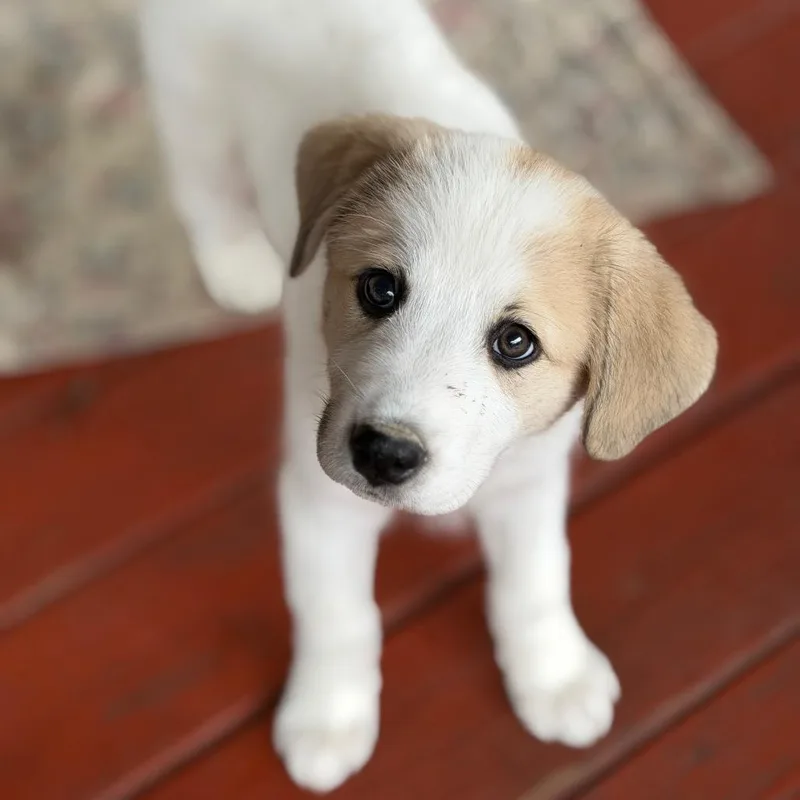 A baby large-sized female Great Pyrenees dog named Lottie for adoption in Columbus, OH