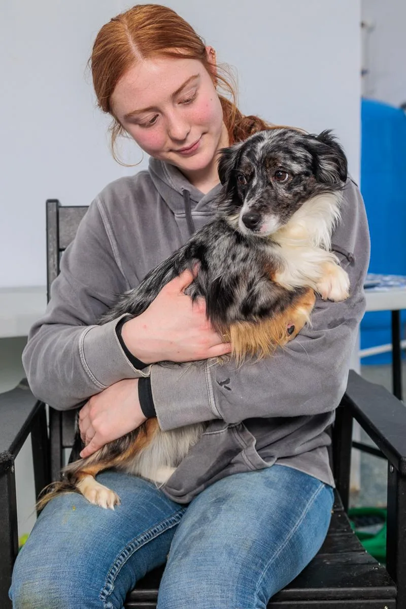 A young small-sized female Australian Shepherd dog named Charlie for adoption in Chester Springs, PA