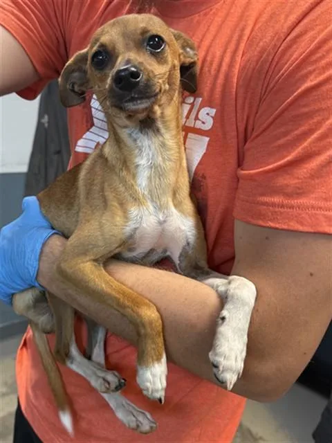A young small-sized male Chihuahua dog named Rocky for adoption in Tallahassee, FL