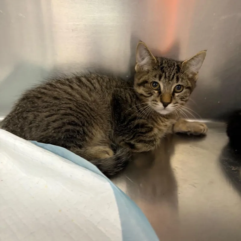 A baby small-sized male Brown / Chocolate Domestic Short Hair cat named Christian for adoption in Westminster, CA