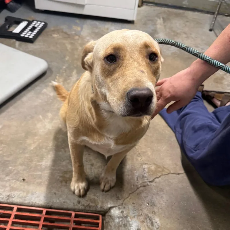 An adult medium-sized male Yellow / Tan / Blond / Fawn Labrador Retriever dog named Buster for adoption in Eureka Springs, AR