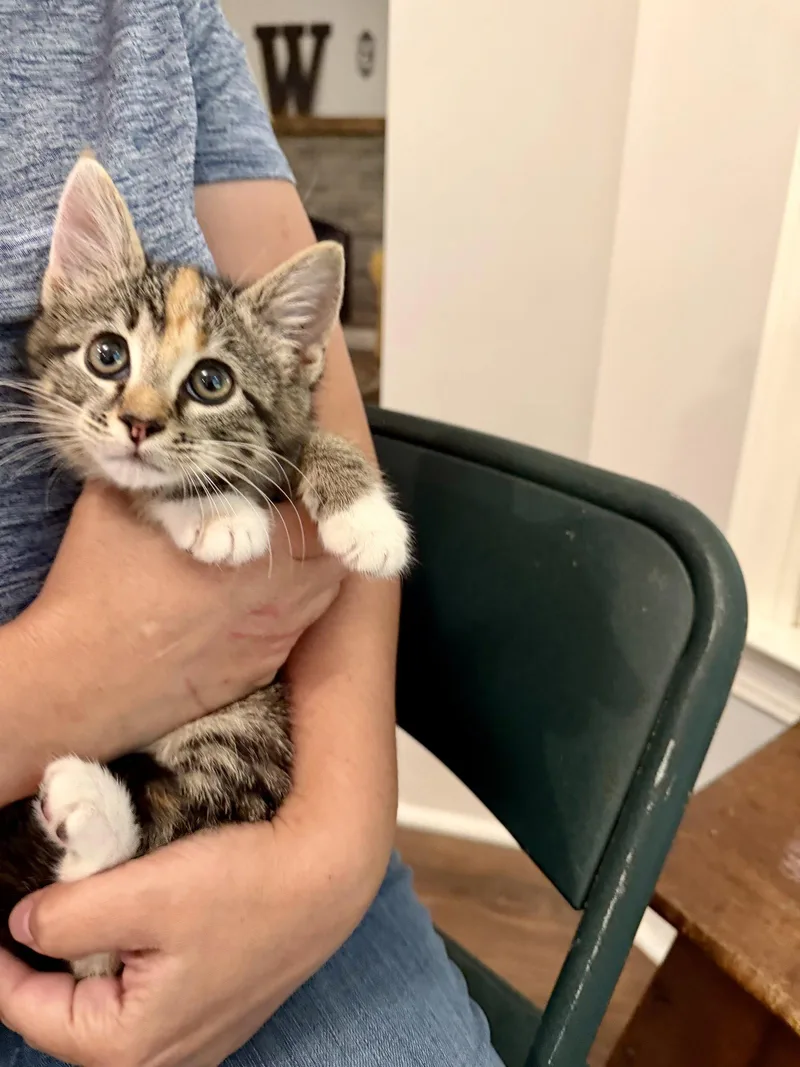 A young medium-sized female Domestic Short Hair cat named Blabbermouth for adoption in Camden, SC