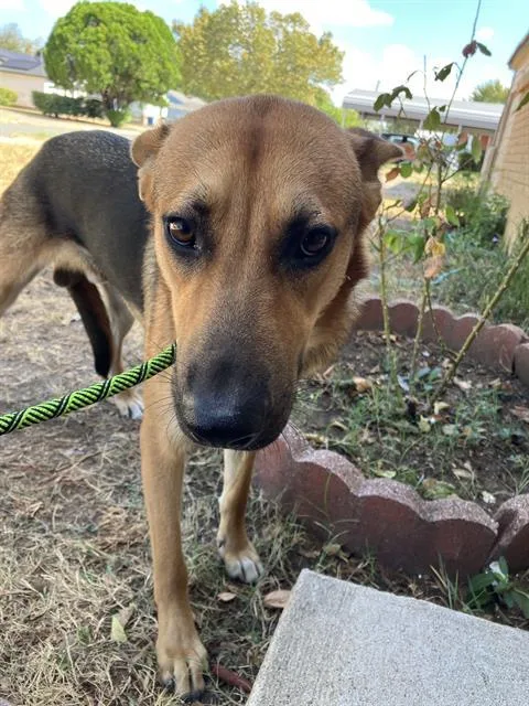 A young large-sized male Mixed Breed dog named Marfa for adoption in Dallas, TX