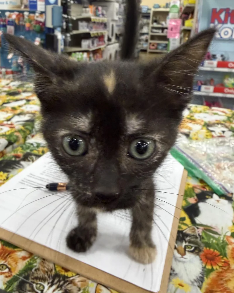 A baby medium-sized female Tortoiseshell cat named Gracie for adoption in Bridgeton, NC