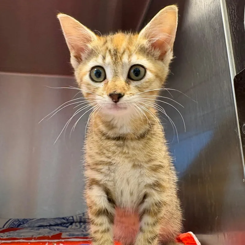 A baby small-sized female Orange / Red Domestic Short Hair cat named Marie for adoption in Englewood, FL
