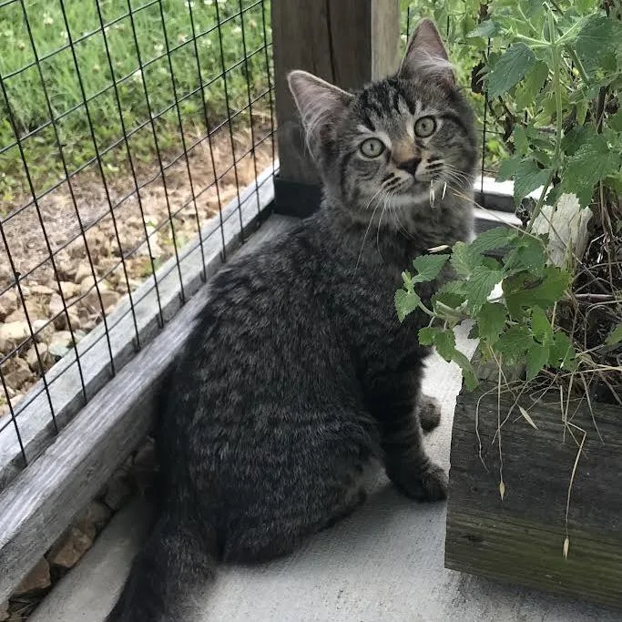 A baby small-sized male Brown / Chocolate Domestic Long Hair cat named Toulouse for adoption in Smithville, TN