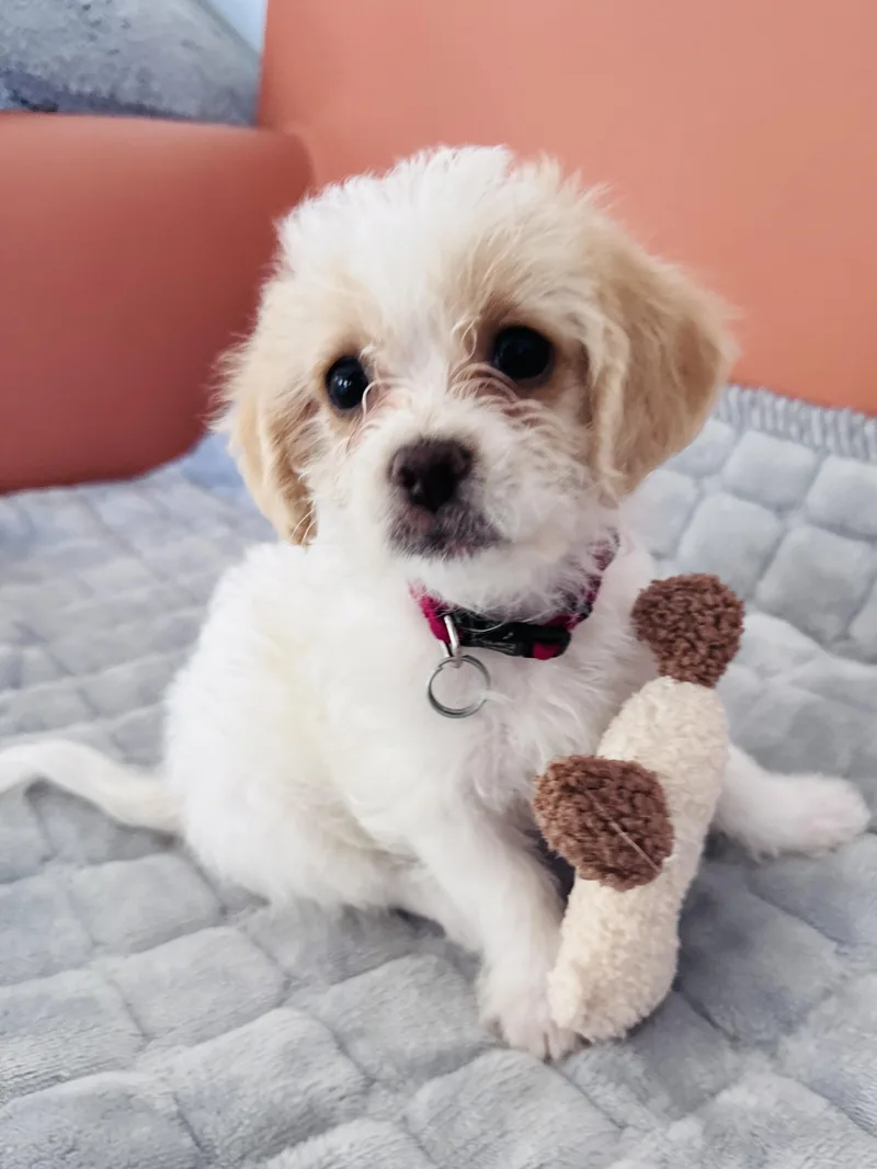 A baby small-sized female Shih Tzu dog named Anitta for adoption in Palatine, IL