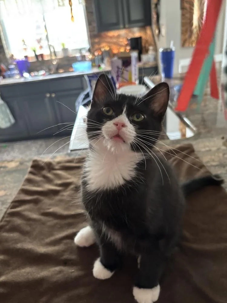 A baby medium-sized male Black & White / Tuxedo Domestic Short Hair cat named Rocket for adoption in Clinton Township, MI
