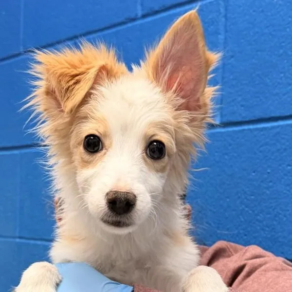 A baby small-sized female Chihuahua dog named Creature for adoption in Golden, CO