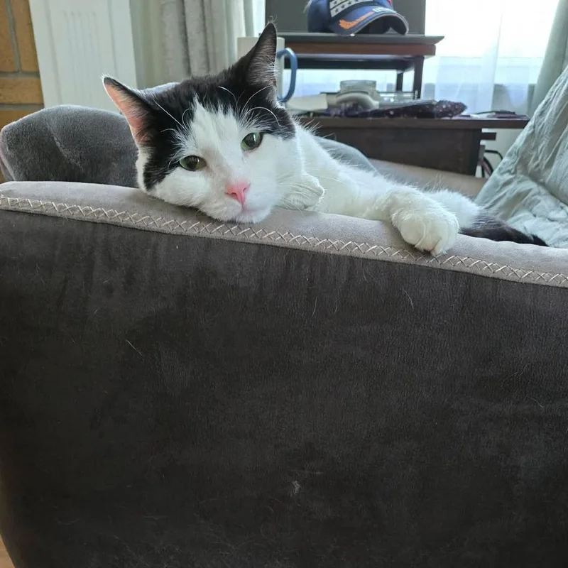 A senior medium-sized male Domestic Short Hair cat named Bubba for adoption in West Olive, MI