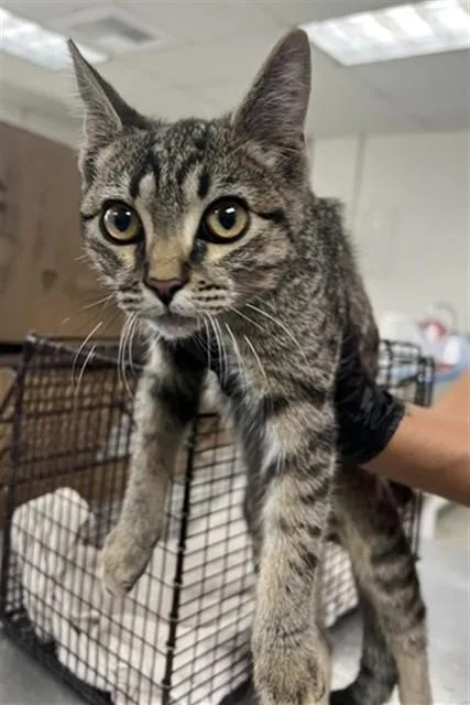 A baby small-sized male Domestic Short Hair cat named Digory for adoption in San Bernardino, CA