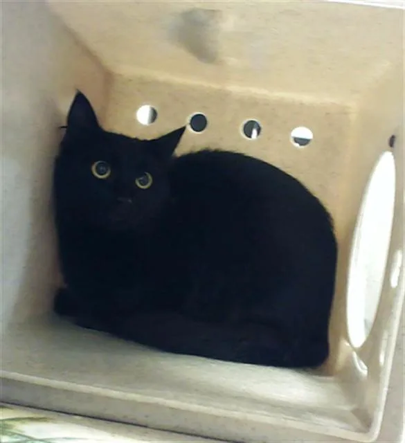 A young medium-sized female Domestic Short Hair cat named Inky for adoption in Fayetteville, NC