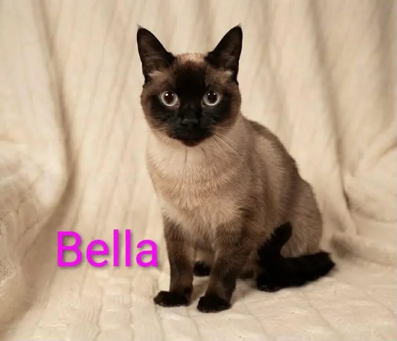 Bella thumbnail 2