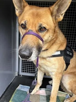 An adult large-sized female German Shepherd Dog dog named Hati for adoption in Seattle, WA