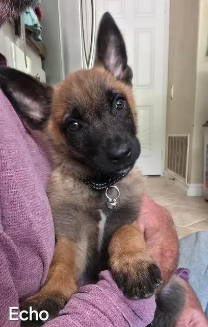 A baby medium-sized male Belgian Shepherd / Malinois dog named Echo for adoption in Newport Beach, CA