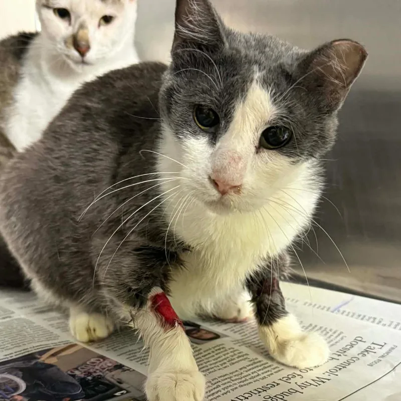 An adult medium-sized female Gray / Blue / Silver Domestic Short Hair cat named Ashley for adoption in Pauls Valley, OK