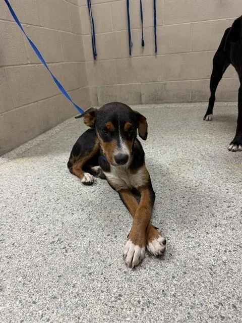 A young small-sized female Hound dog named A for adoption in Conroe, TX