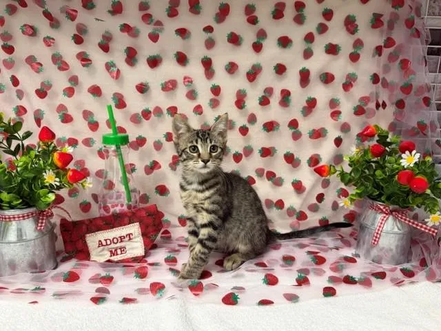 A baby small-sized female Domestic Short Hair cat named Rose for adoption in Fairfield, CA