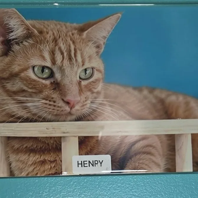A young medium-sized male Orange & White Domestic Short Hair cat named Henery for adoption in Petersburg, IN