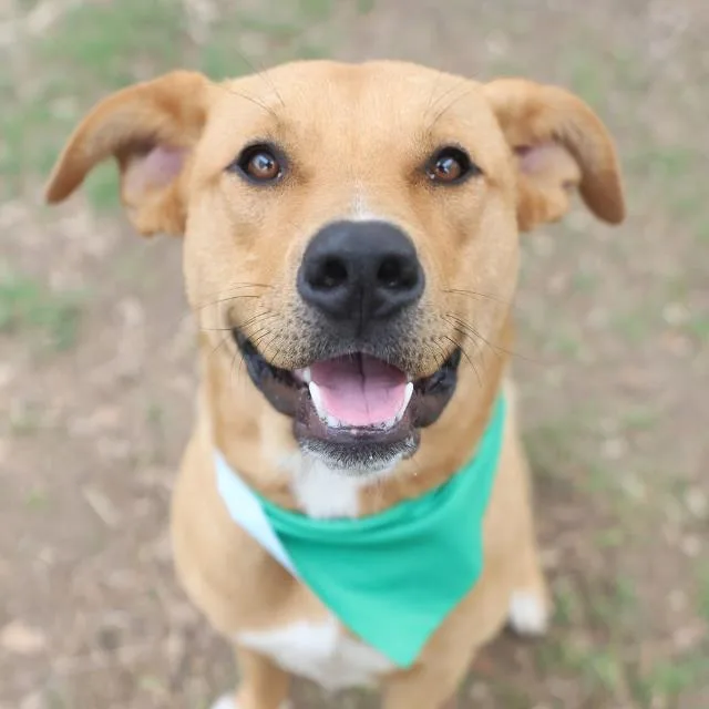A young medium-sized male Terrier dog named Fluffy for adoption in San Antonio, TX