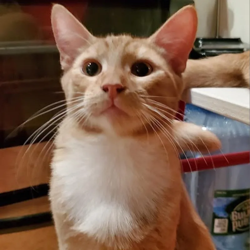 An adult small-sized male Orange / Red Domestic Short Hair cat named Waldorf for adoption in Howard beach, NY