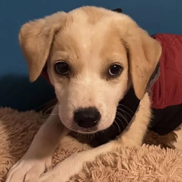 A baby medium-sized male Yellow Labrador Retriever dog named Louie for adoption in Brainerd, MN