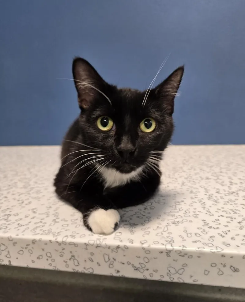 An adult medium-sized female Black Domestic Short Hair cat named Skye for adoption in Wellington, KS