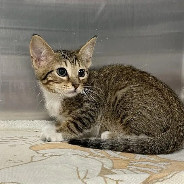 A baby small-sized male Domestic Medium Hair cat named Squeak for adoption in Tallahassee, FL