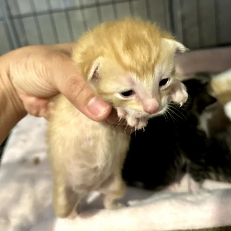 A baby small-sized female Orange / Red Domestic Short Hair cat named Cannoli for adoption in Long Beach, CA