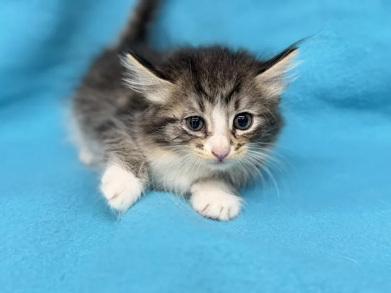 A young small-sized female Tabby (Brown / Chocolate) Domestic Medium Hair cat named Pouncer for adoption in Oakdale, CA