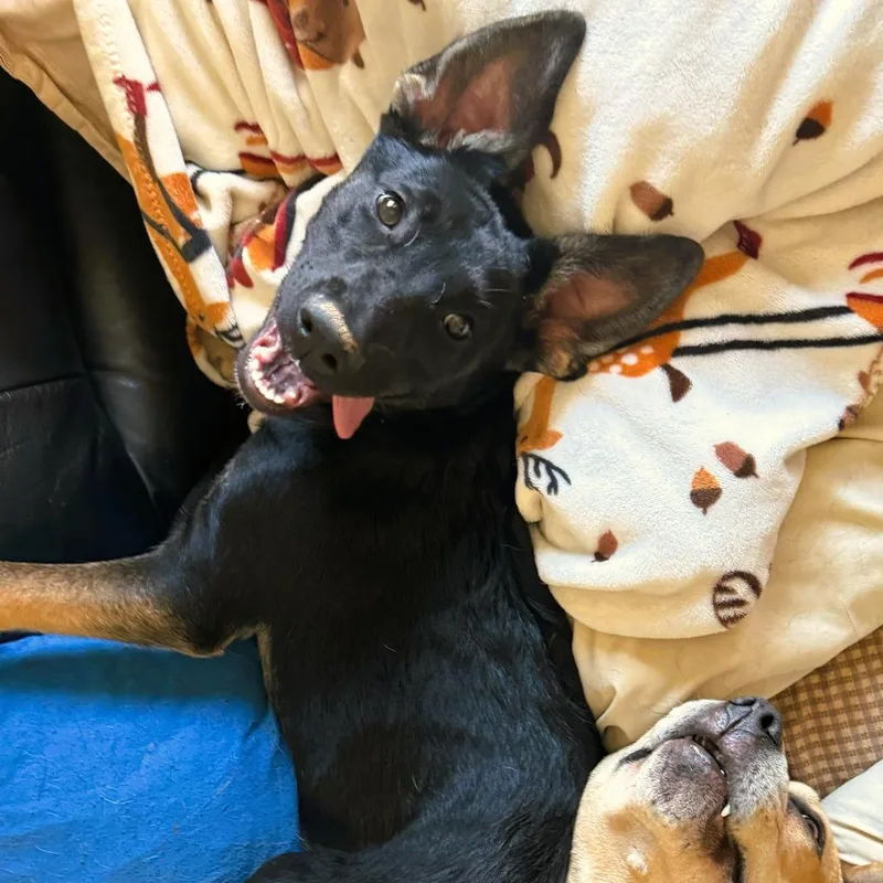 An adult medium-sized female Black Labrador Retriever dog named Leia for adoption in Rosemead, CA