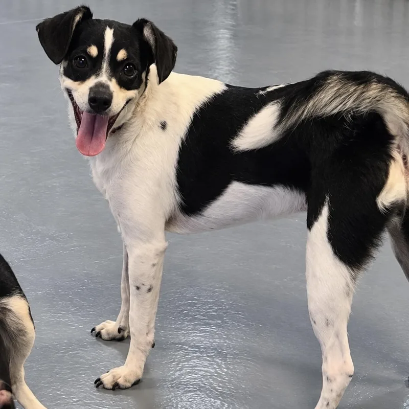 A baby small-sized female Tricolor (Brown, Black, & White) Rat Terrier dog named Jill for adoption in Pelham, NH